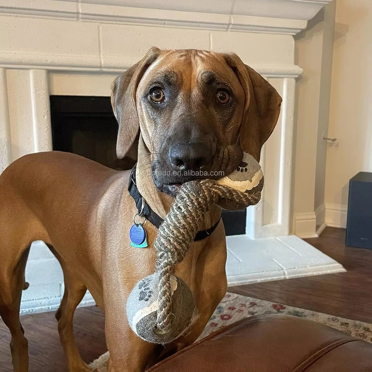 Durable Nylon Dog Interactive Dumbbell Shaped Knot Rope Combination Aggressive Dog Rope Toy Molar CHEW Toy Cotton Dog Toy Rope