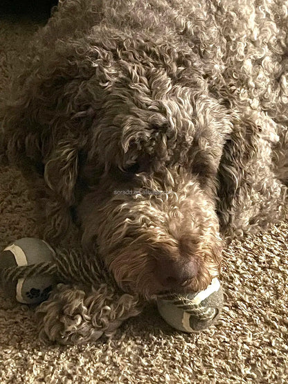 Durable Nylon Dog Interactive Dumbbell Shaped Knot Rope Combination Aggressive Dog Rope Toy Molar CHEW Toy Cotton Dog Toy Rope